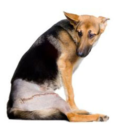 Canine Hip Dysplasia - Are You Aware Of This??